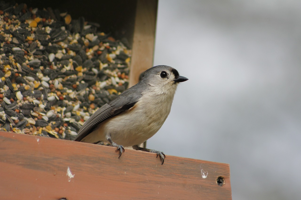 Paukštis,  Lauke,  Pobūdį,  Gyvūnijos,  Titmouse,  Laukinių,  Natūralus, Nemokamos Nuotraukos,  Nemokama Licenzija