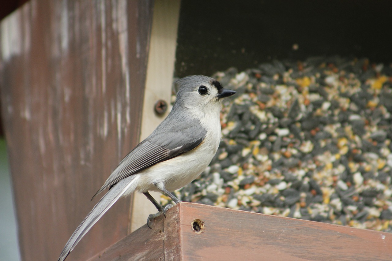 Paukštis,  Pobūdį,  Lauke,  Gyvūnijos,  Gyvūnas,  Titmouse,  Natūralus,  Laukinis, Nemokamos Nuotraukos,  Nemokama Licenzija