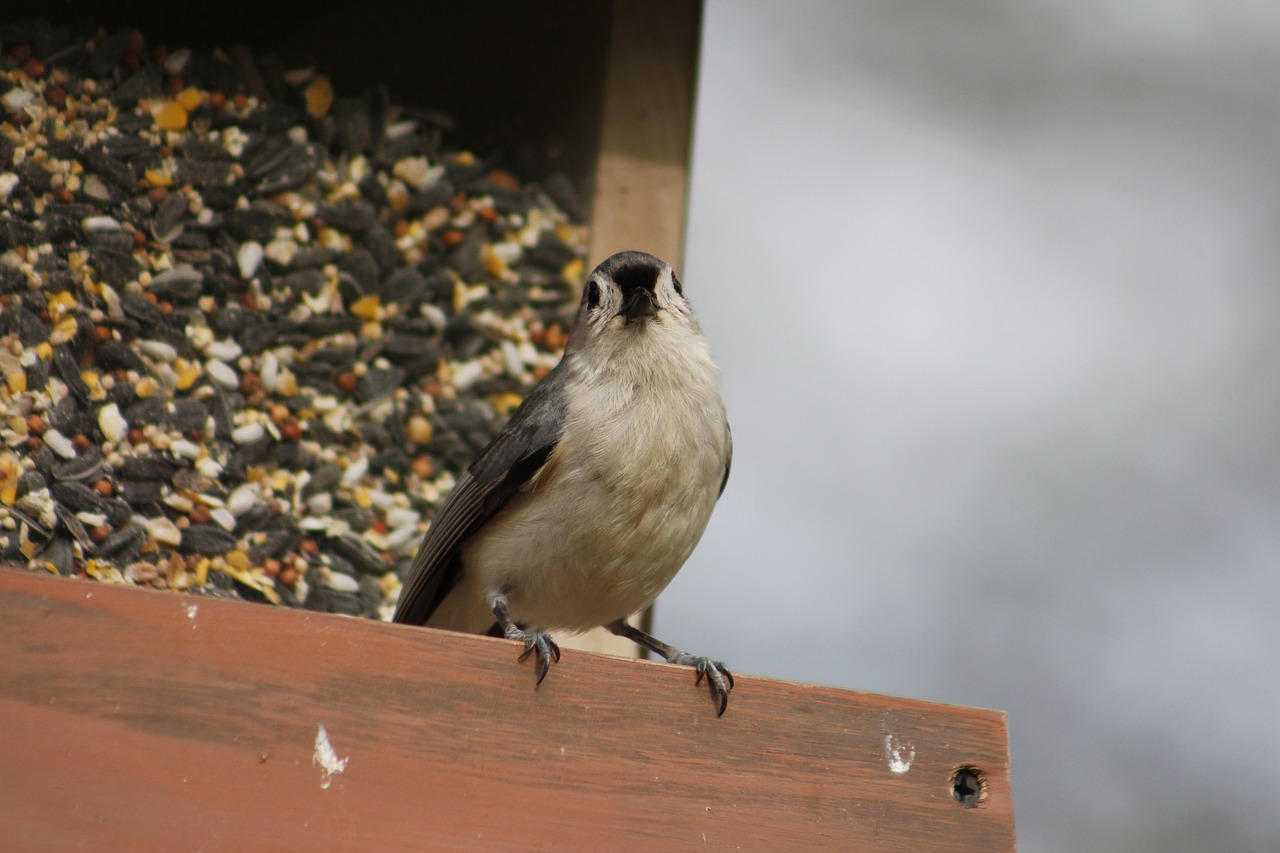 Paukštis,  Pobūdį,  Lauke,  Gyvūnijos,  Paukščių Maitintojas,  Titmouse,  Laukinių,  Gyvūnas,  Natūralus, Nemokamos Nuotraukos