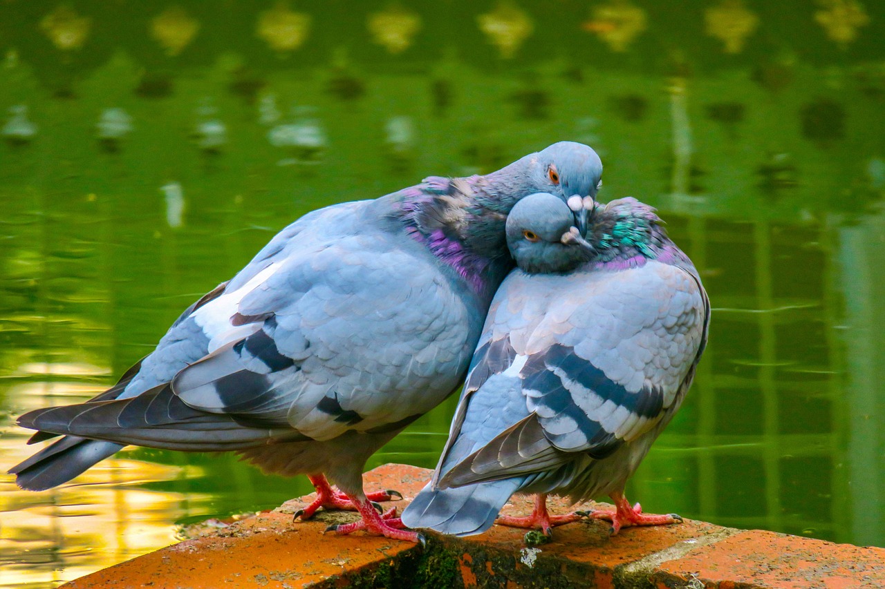 Paukštis,  Plunksna,  Sparnai,  Gyvūnijos,  Pobūdį,  Pigeon,  Laukinių,  Paukščiai,  Lauko,  Snapas