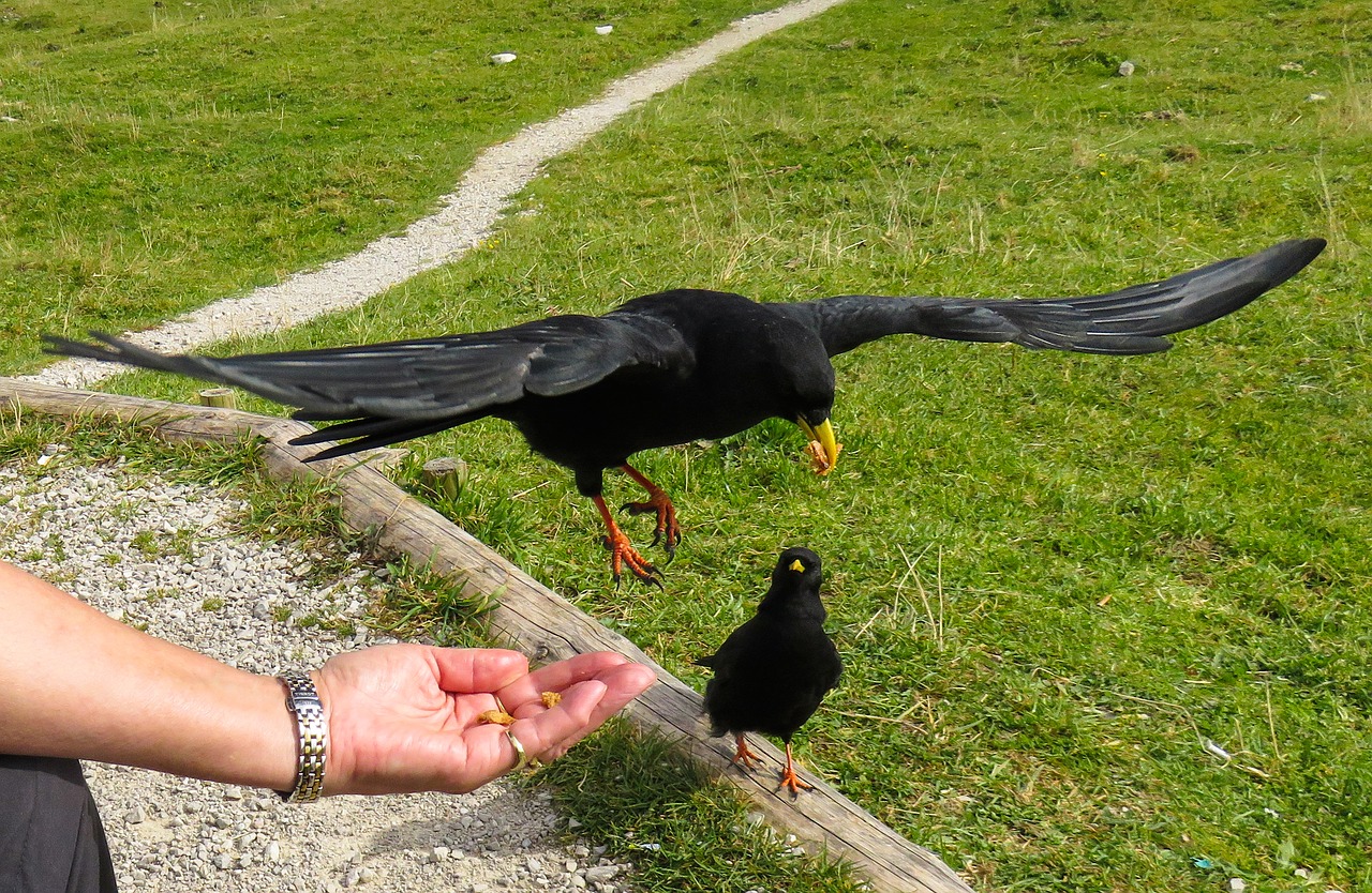 Paukštis,  Gyvūnas,  Pobūdį,  Varna,  Kalnų Varna,  Chough,  Raven Paukštis,  Juodos Spalvos,  Laisvė,  Dare