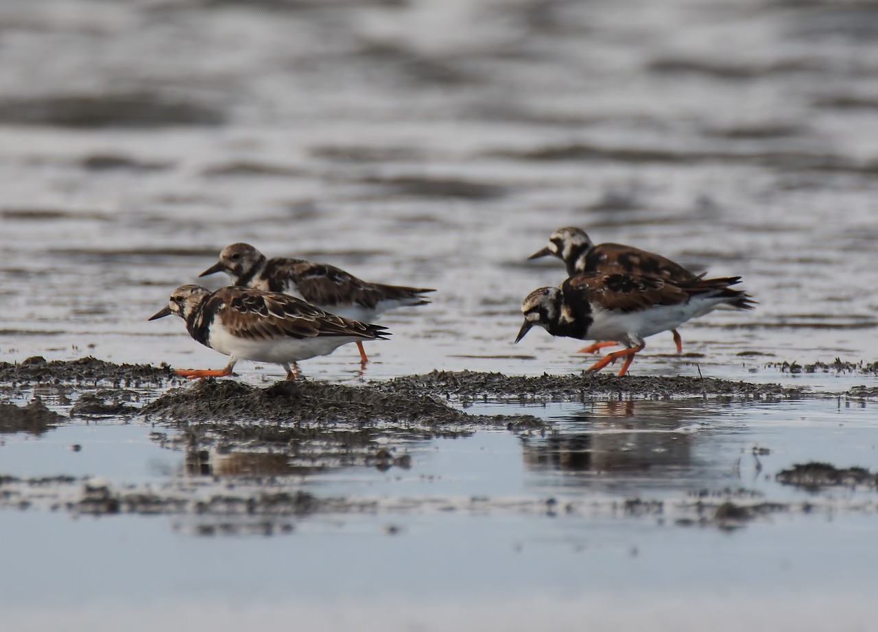 Paukštis,  Gyvūnijos,  Shorebird,  Vandens,  Gyvūnas,  Lauke,  Pobūdį,  Laukinių,  Paukščių,  Papludimys