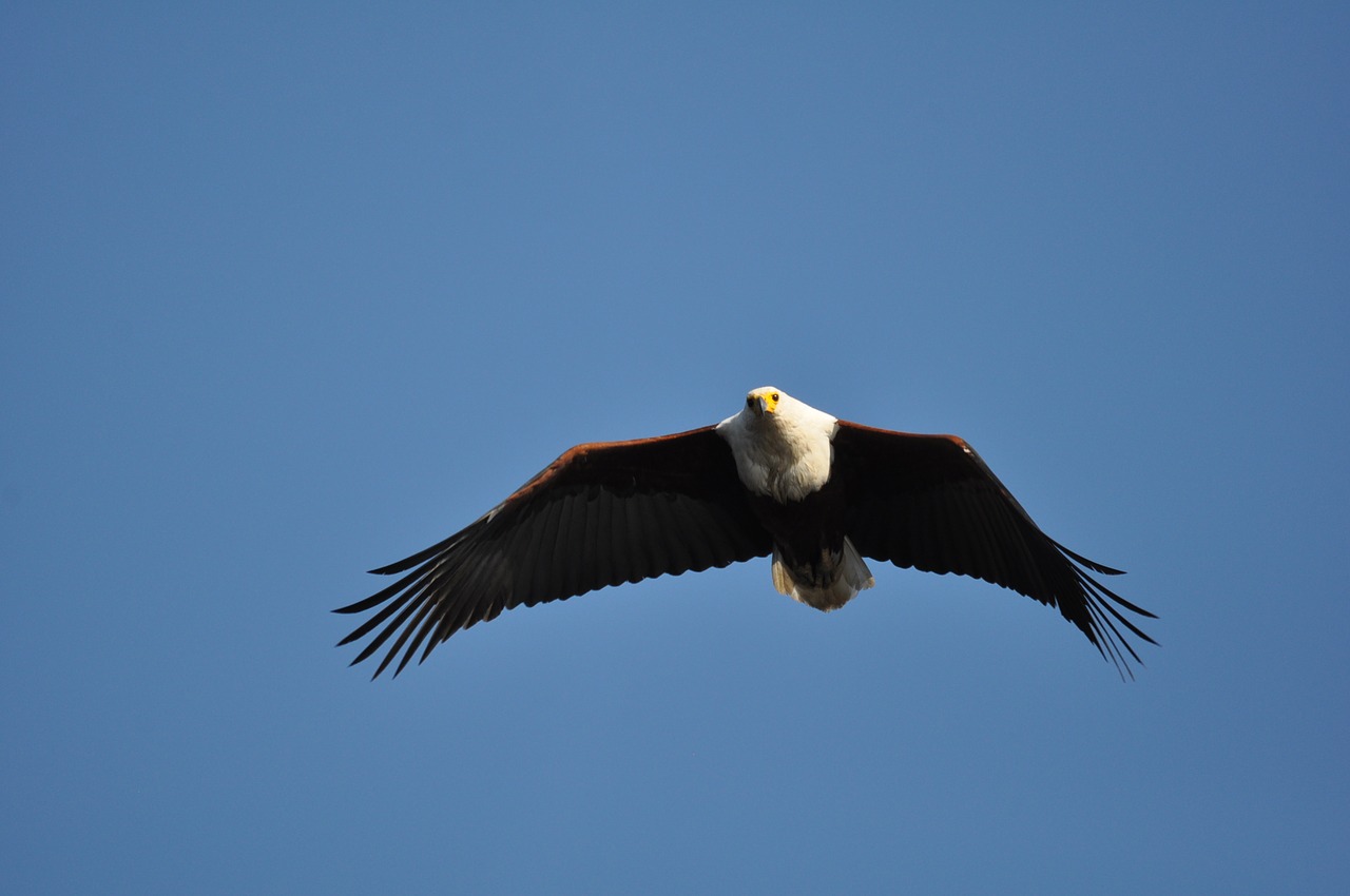 Paukštis,  Raptor,  Eagle,  Gyvūnijos,  Skrydis,  Pobūdį,  Laisvė,  Lauke,  Dangus,  Sparnas