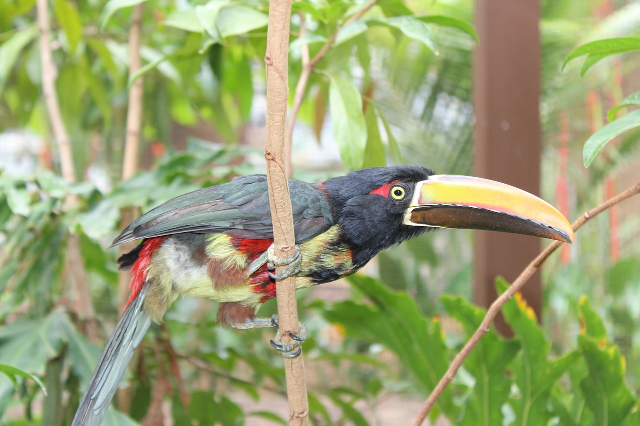 Paukštis,  Pobūdį,  Gyvūnijos,  Snapas,  Sparnas,  Toucan,  Džiunglės,  Atogrąžų Miškai,  Paukščių,  Costa Rica