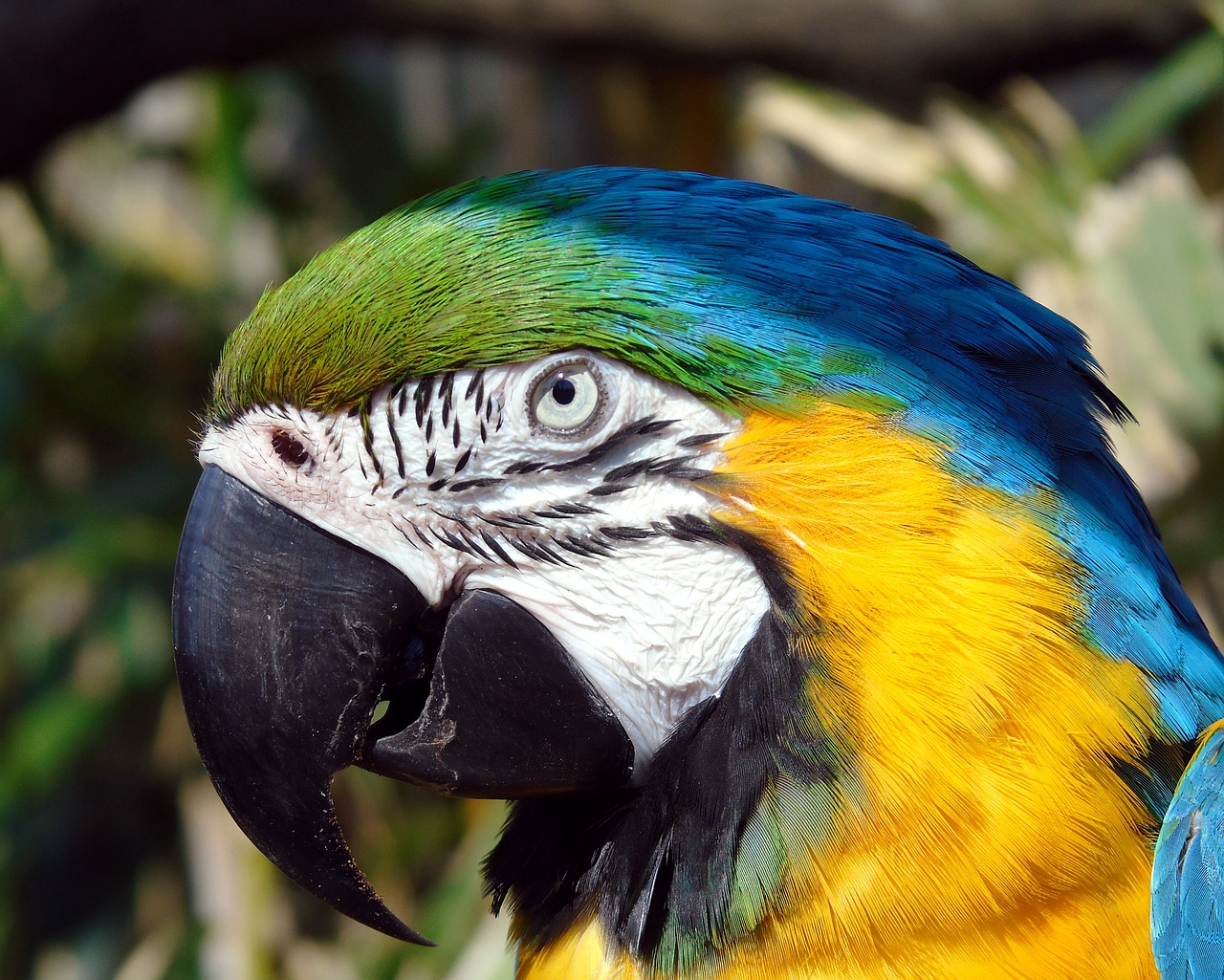 Paukštis,  Parrot,  Snapas,  Plunksna,  Ara,  Mėlyna,  Geltona,  Pobūdį,  Gyvūnijos,  Gyvūnas