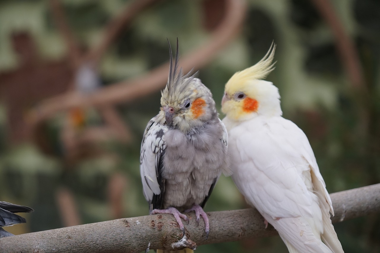 Paukštis,  Gyvūnijos Pasaulyje,  Gyvūnas,  Sparnas,  Pobūdį,  Parrot,  Kakadu, Nemokamos Nuotraukos,  Nemokama Licenzija