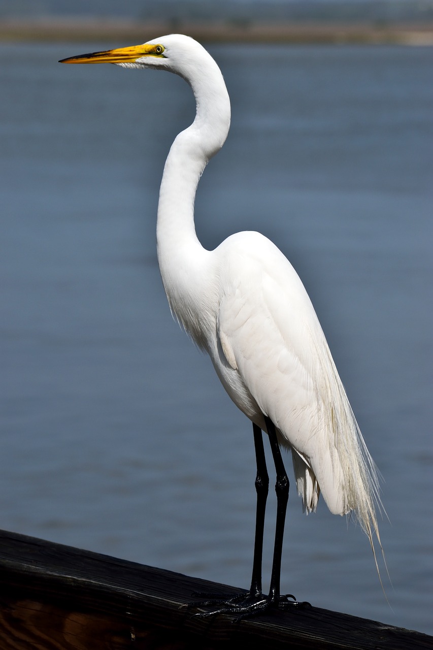 Paukštis,  Heron,  Garnys,  Gyvūnijos,  Vandens,  Pobūdį,  Gyvūnas,  Plunksna,  Sparnas,  Laukinių