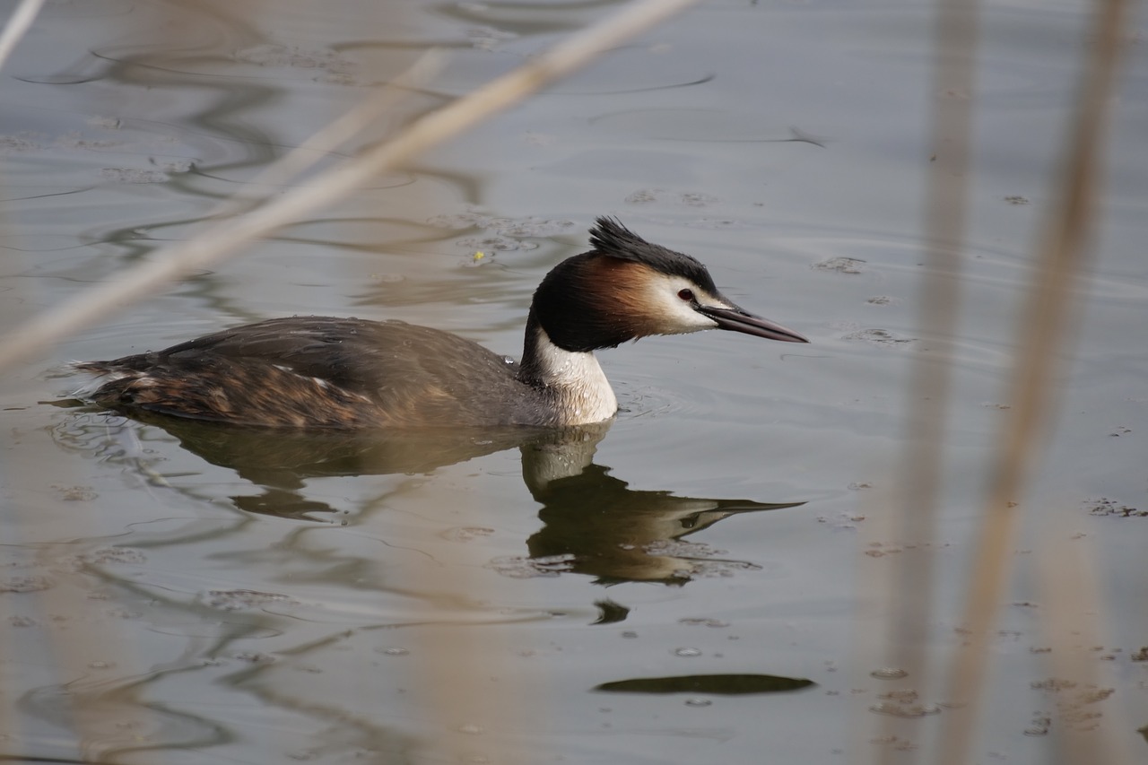 Paukštis,  Ausuotasis Kragas,  Mecklenburg Vorpommern,  Klink,  Gyvūnijos Pasaulyje,  Balutę,  Vandenys,  Vanduo Paukštis,  Ežeras,  Vandens