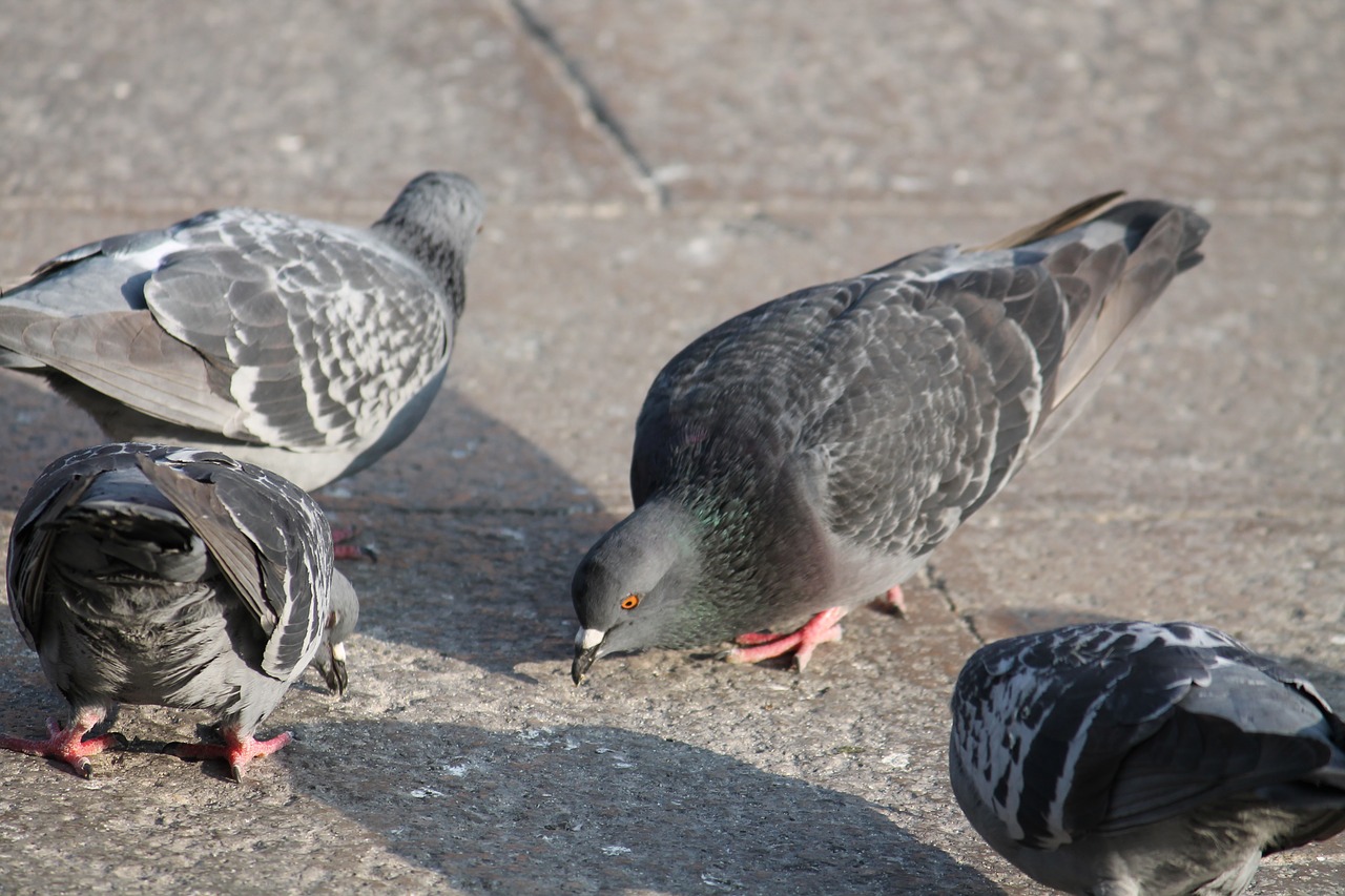 Paukštis,  Pobūdį,  Gyvūnas,  Pigeon,  Plunksna,  Gyvūnijos,  Lauke,  Snapas, Nemokamos Nuotraukos,  Nemokama Licenzija