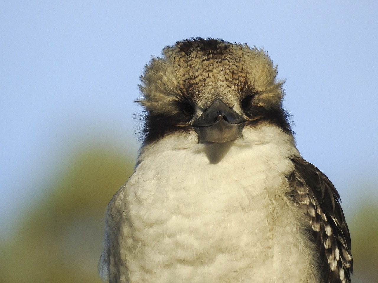 Paukštis,  Gyvūnijos,  Pobūdį,  Gyvūnas,  Lauke,  Snapas,  Plunksna,  Kookaburra, Nemokamos Nuotraukos,  Nemokama Licenzija