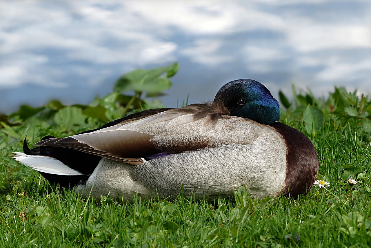 Paukštis,  Pobūdį,  Antis,  Gyvūnijos Pasaulyje,  Mallard,  Drake,  Anas Platyrhynchos,  Patinas,  Vandenys,  Melas