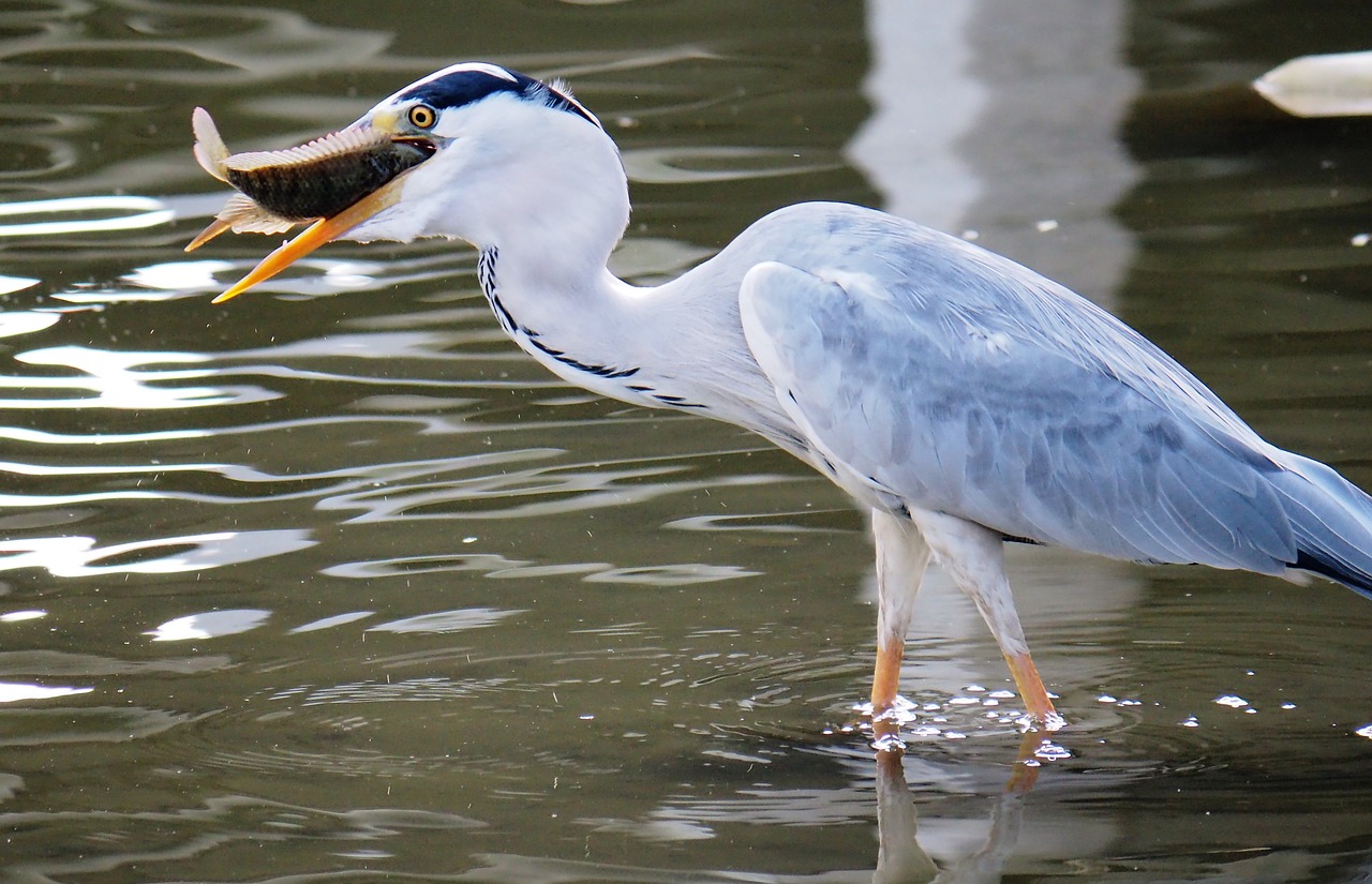 Paukštis,  Gyvūnijos,  Vandens,  Gyvūnas,  Baseinas,  Pobūdį,  Heron,  Laukinių,  Lauke,  Paukščių