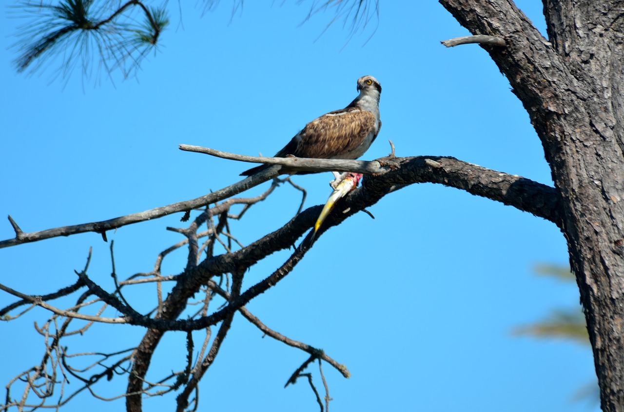 Paukštis,  Pobūdį,  Gyvūnijos,  Gyvūnas,  Laukinių,  Osprey,  Pelkių,  Plėšrusis Paukštis,  Snapas,  Predator