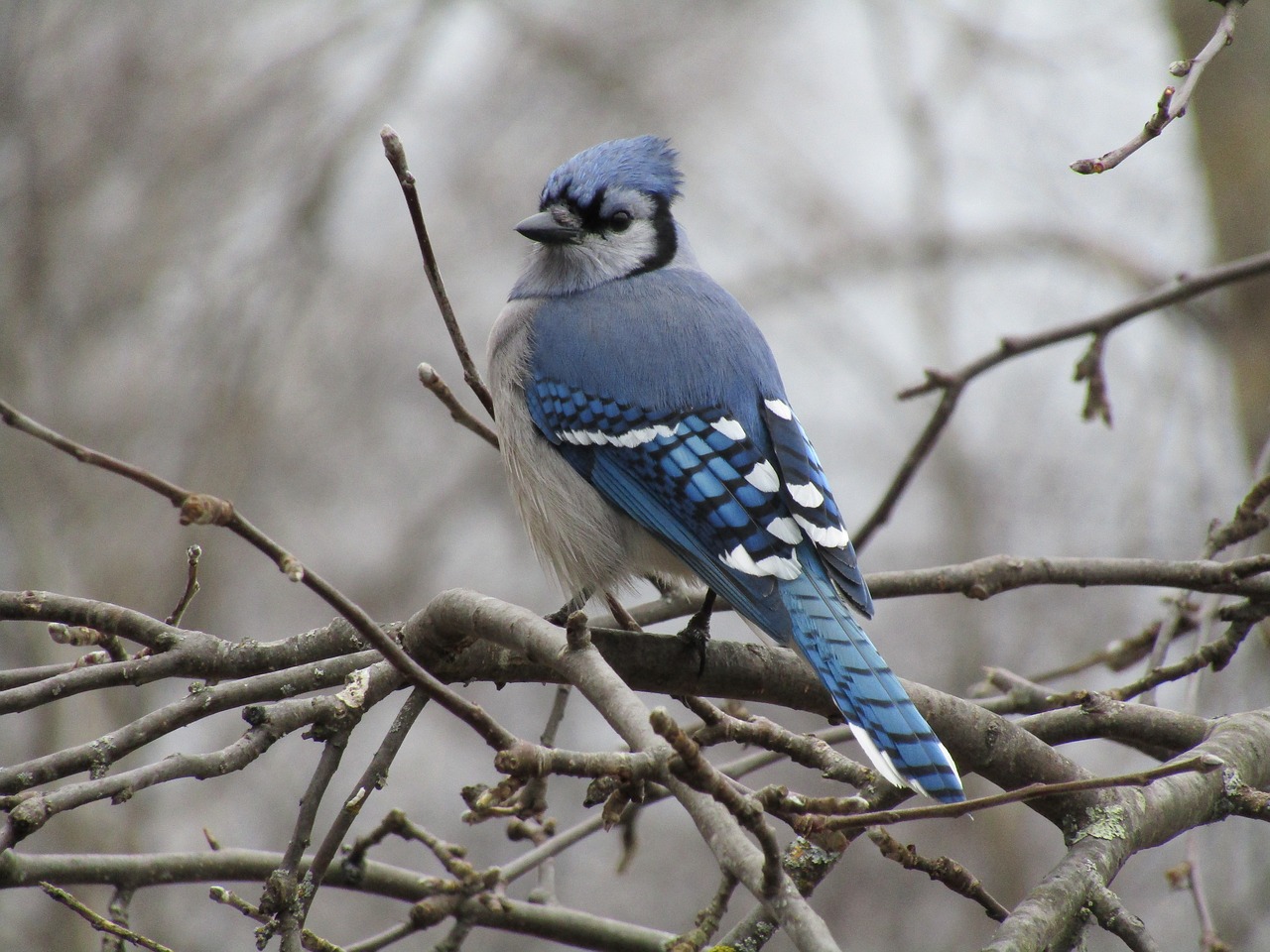 Paukštis,  Blue Jay,  Gyvūnijos,  Pobūdį,  Lauke,  Gyvūnas,  Kanada,  Mėlyna,  Ieško,  Gražus