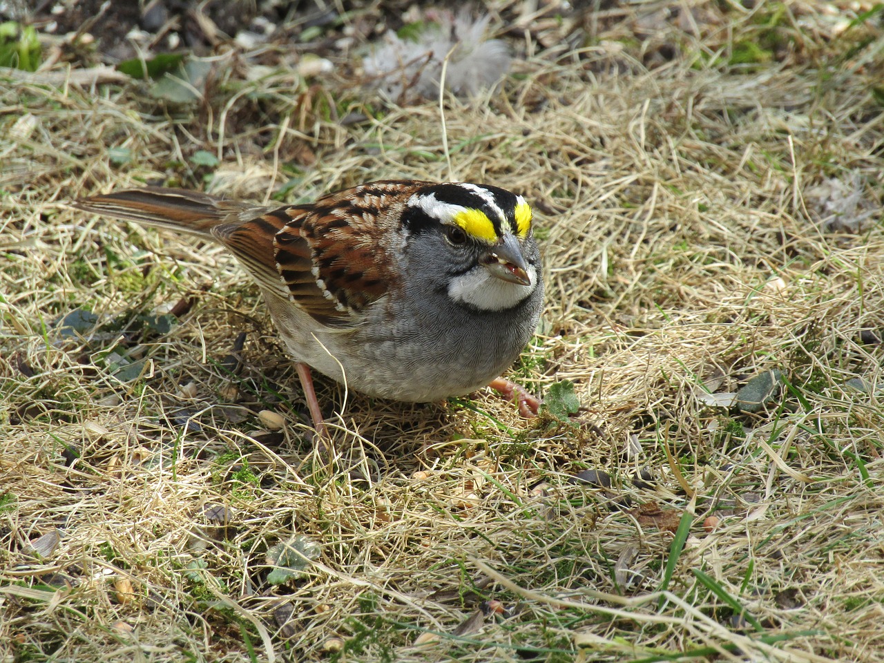 Paukštis,  Pobūdį,  Gyvūnijos,  Gyvūnas,  Lauke,  Gražus,  Songbird,  Žvirblis,  Mažas,  Paukščių Stebėjimas