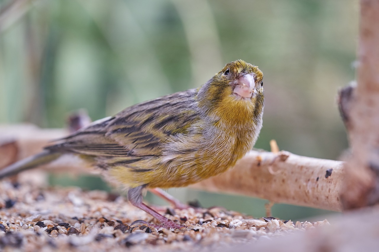 Paukštis,  Vogelhuis,  Valgyti,  Namelis Medyje,  Sodas,  Paukščių Maitintojas,  Šėrimo,  Maitinti, Nemokamos Nuotraukos,  Nemokama Licenzija