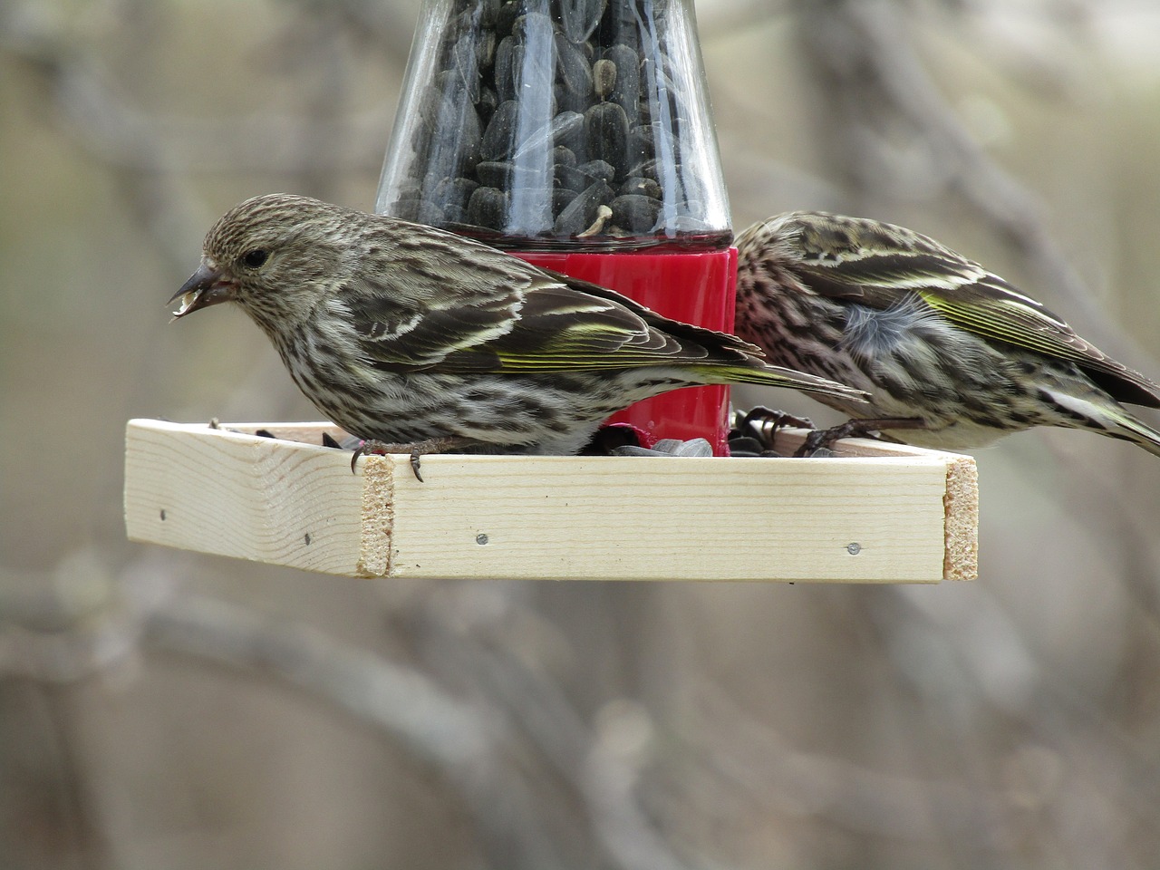 Paukštis,  Pušies Siskin,  Gyvūnijos,  Laukinių,  Paukščių,  Sėdi,  Mažas,  Lauke,  Tiektuvas,  Pobūdį