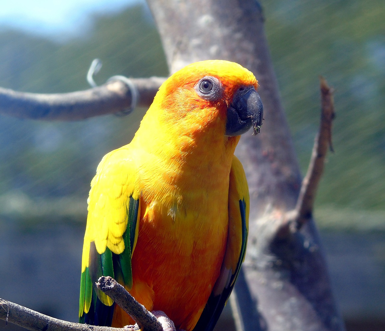 Paukštis,  Parrot,  Pobūdį,  Laukinių,  Gyvūnas,  Gyvūnijos,  Egzotiškas,  Tropical,  Plunksna,  Spalvinga