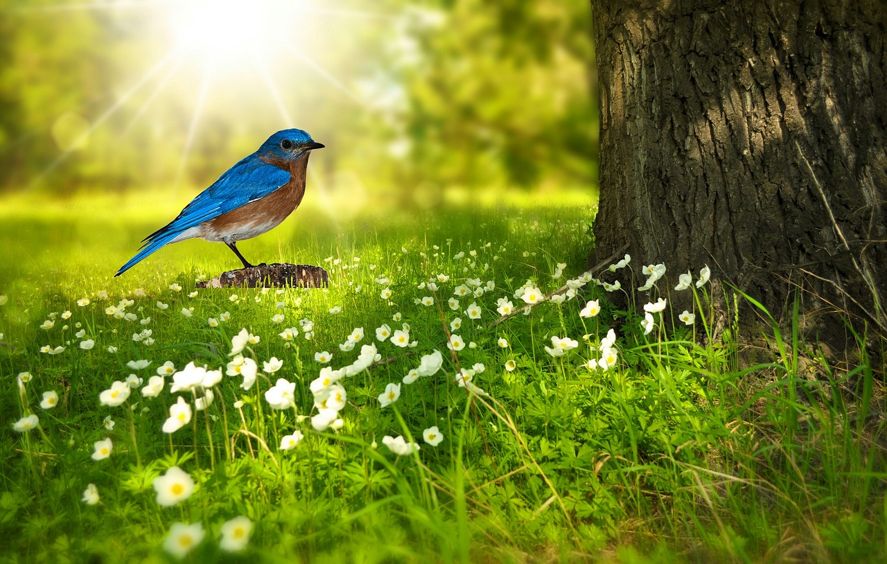 Paukštis,  Mėlynas Paukštis,  Paukščių Png,  Pobūdį,  Sėdi,  Pavasaris,  Medis,  Gėlės,  Meadow,  Mediena
