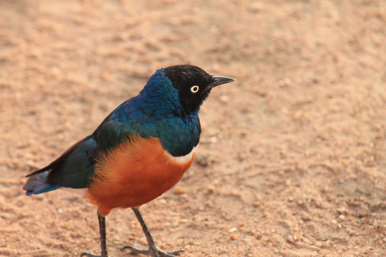 Paukštis,  Serengeti Parkas,  Tanzania, Nemokamos Nuotraukos,  Nemokama Licenzija