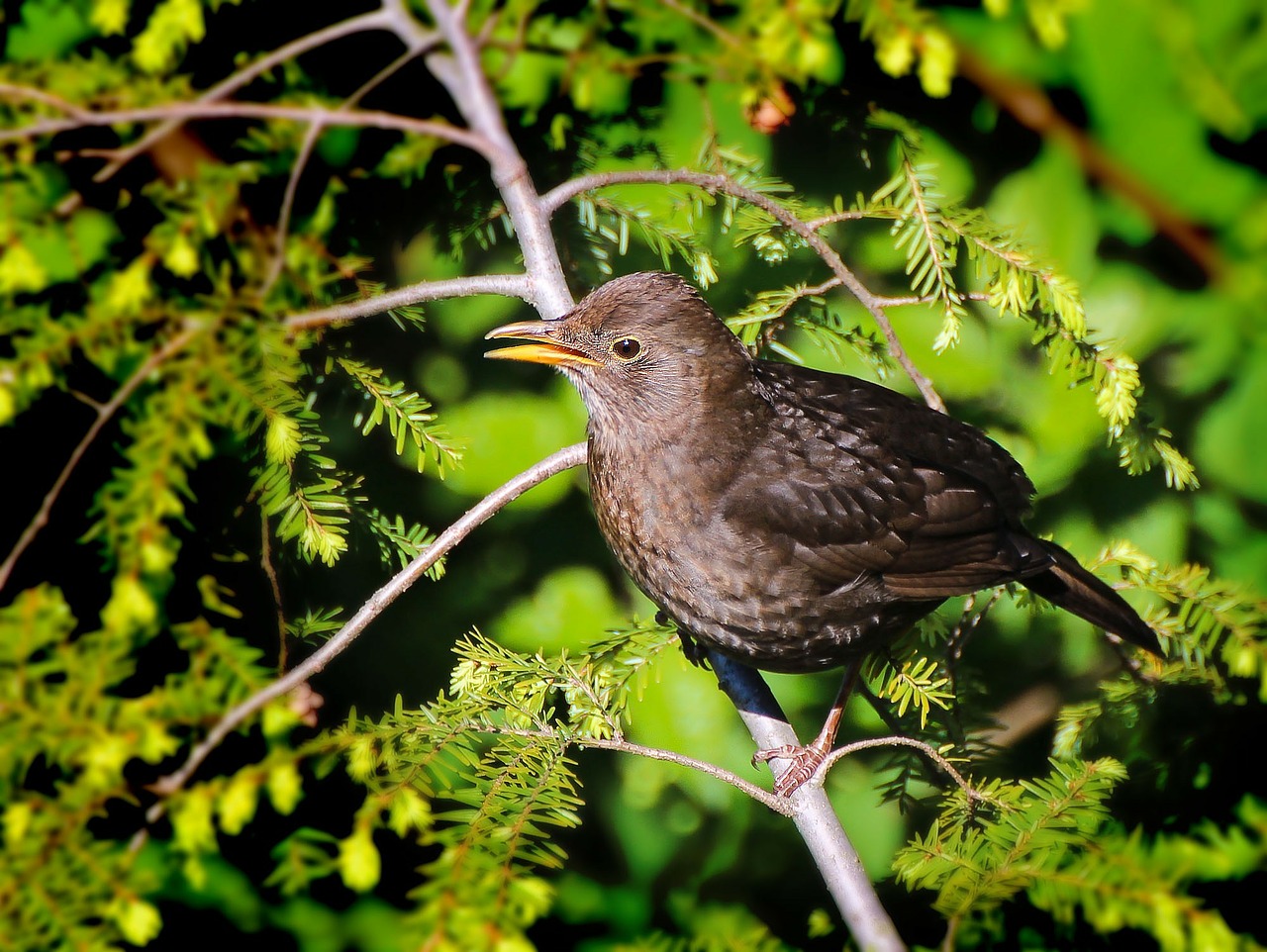 Paukštis, Gyvūnas, Juoda Paukštis, Filialai, Paukščiai, Sąskaitą, Plumėjimas, Laukinės Gamtos Fotografija, Rūšis, Nemokamos Nuotraukos