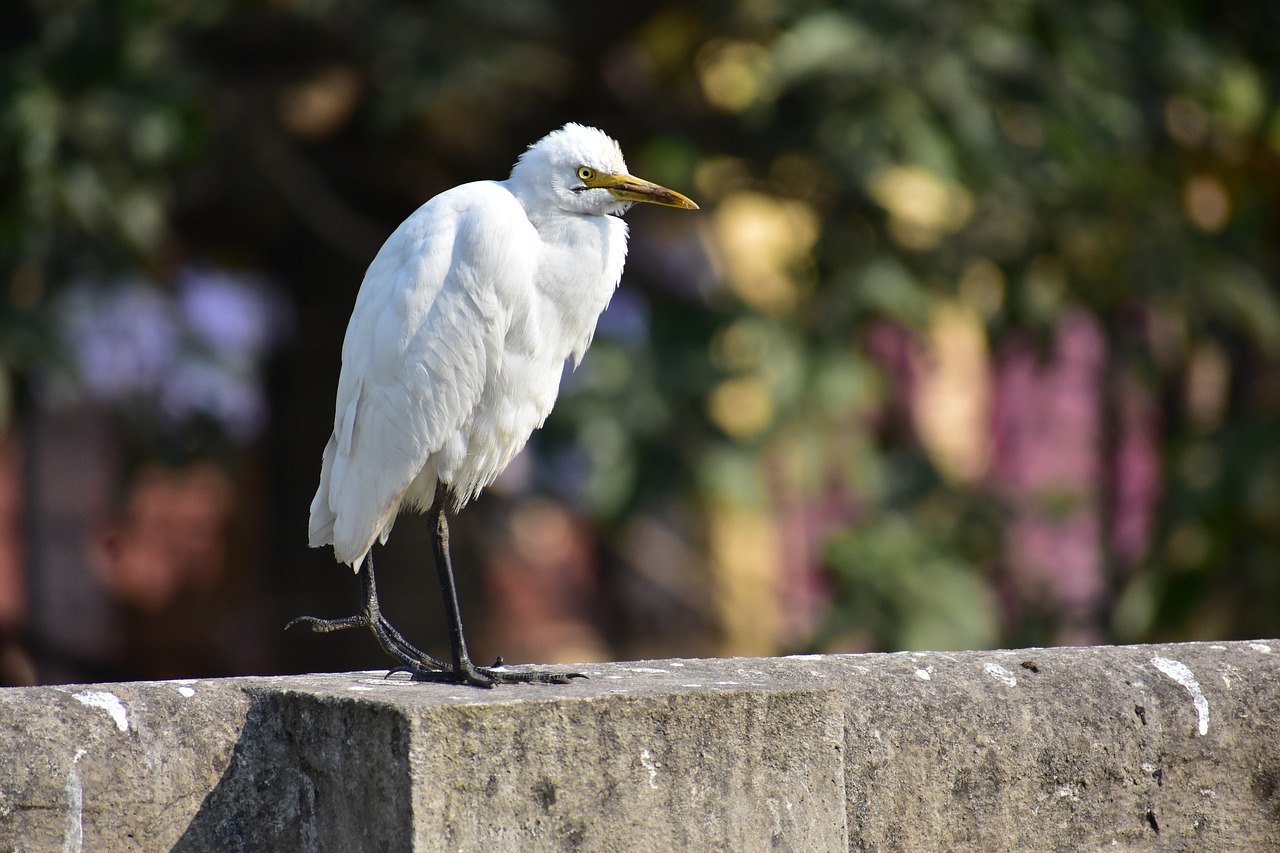 Paukštis,  Balta Paukščių,  Heron,  Iš Arti,  Miškas,  Dėmesio,  Indian Paukštis,  Nuolatinis,  Sėdėjimo, Nemokamos Nuotraukos