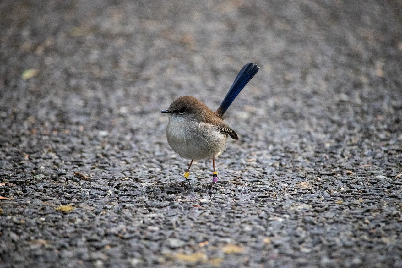 Paukštis,  Traškutis,  Pobūdį,  Gyvūnijos,  Lauke,  Gyvūnas,  Australija,  Songbird,  Mažas, Nemokamos Nuotraukos