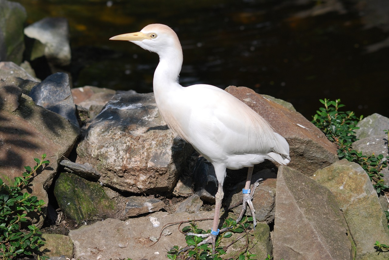 Paukštis,  Gyvūnas,  Zoo,  Snapas, Nemokamos Nuotraukos,  Nemokama Licenzija