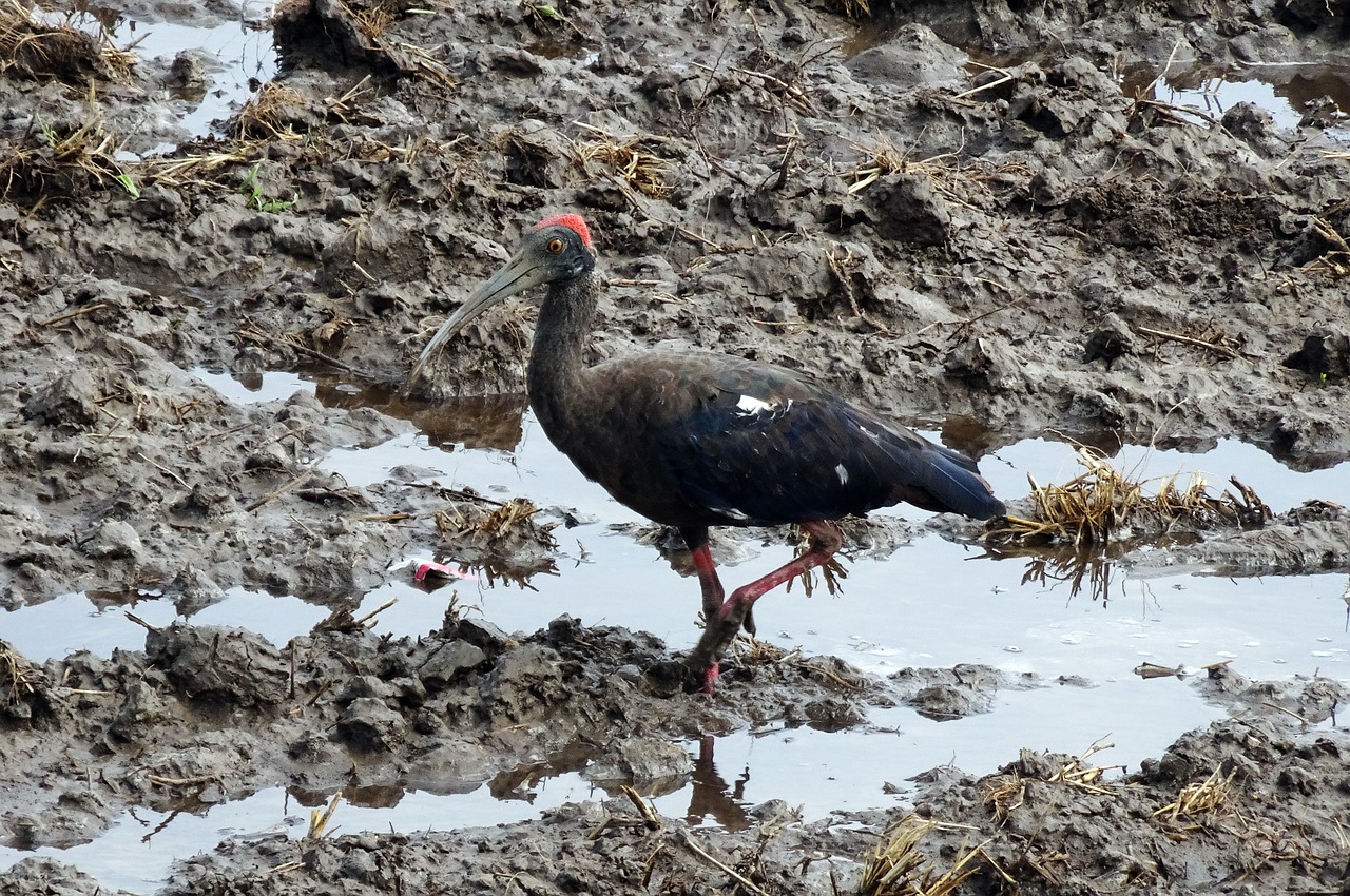 Paukštis,  Indinis Juodasis Ibis,  Didieji Ibiai Papillosa,  Indian Juoda Ibis,  Juoda Ibis,  Ibis,  Gyvūnijos,  Pobūdį,  Gyvūnas,  Indija