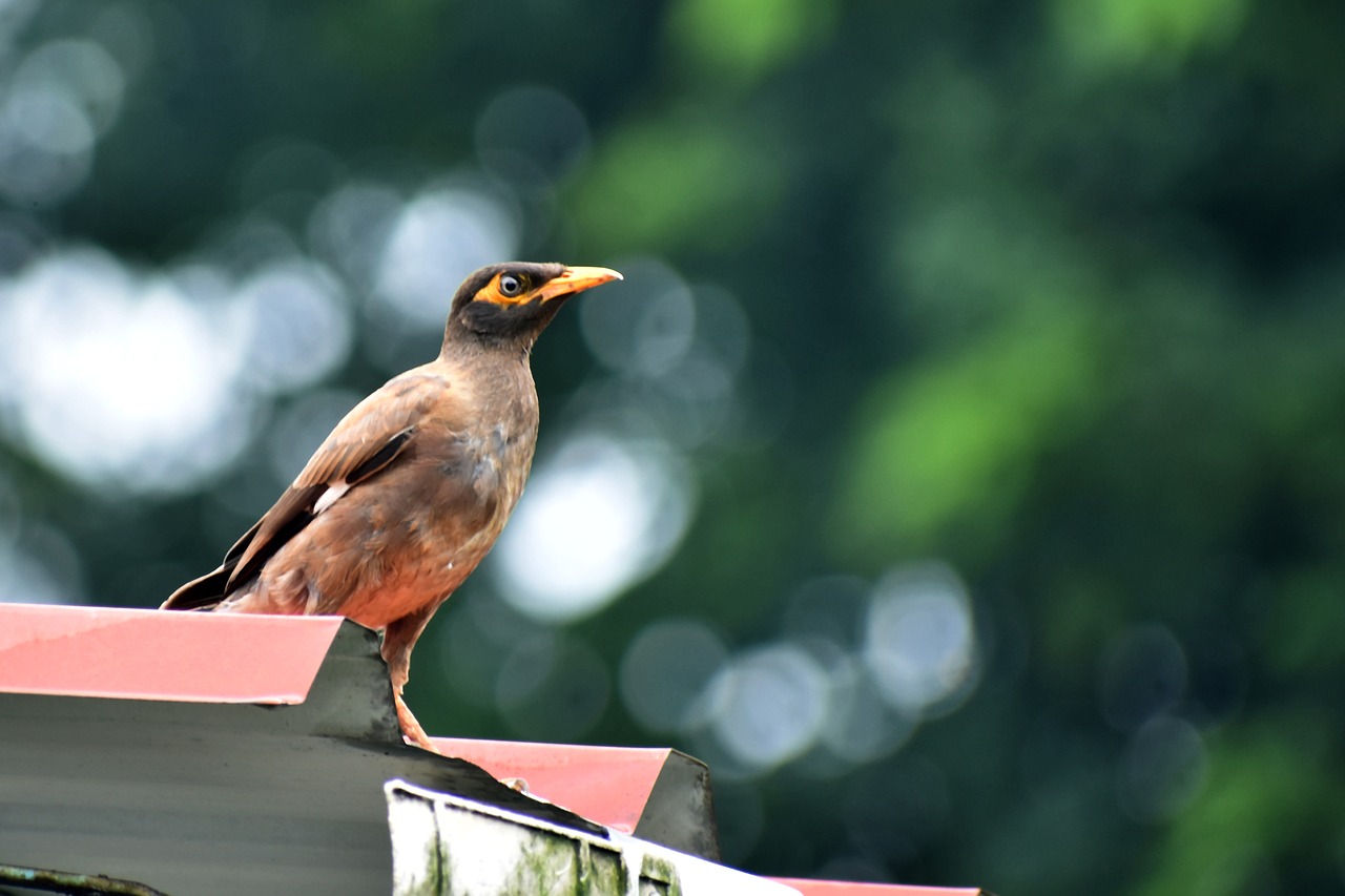 Paukštis,  Myna,  Pobūdį,  Azijoje,  Indija,  Medis,  Dangus,  Parkas,  Gyvūnas,  Aplinka