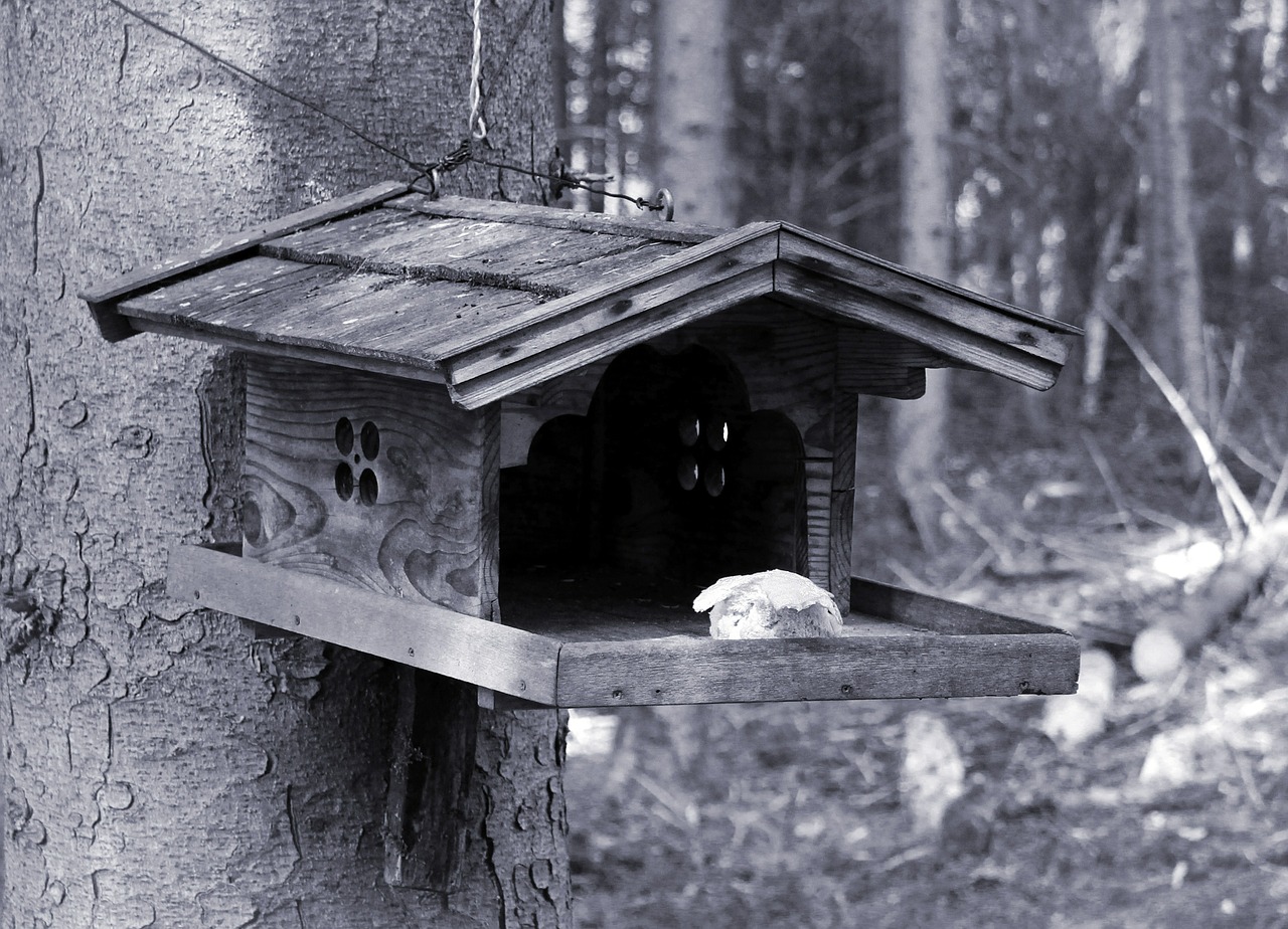 Paukštis, Aviary, Paukščiai, Maitinti, Maitinimo Vieta, Gamta, Gyvūnai, Nemokamos Nuotraukos,  Nemokama Licenzija