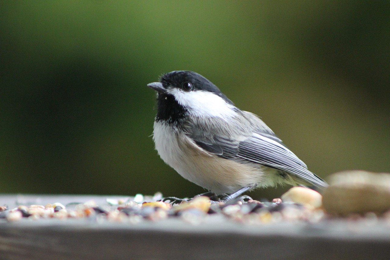 Paukštis,  Chickadee,  Songbird,  Sėklos,  Pobūdį,  Gyvūnijos,  Gyvūnas,  Laukinių,  Mielas,  Mažas