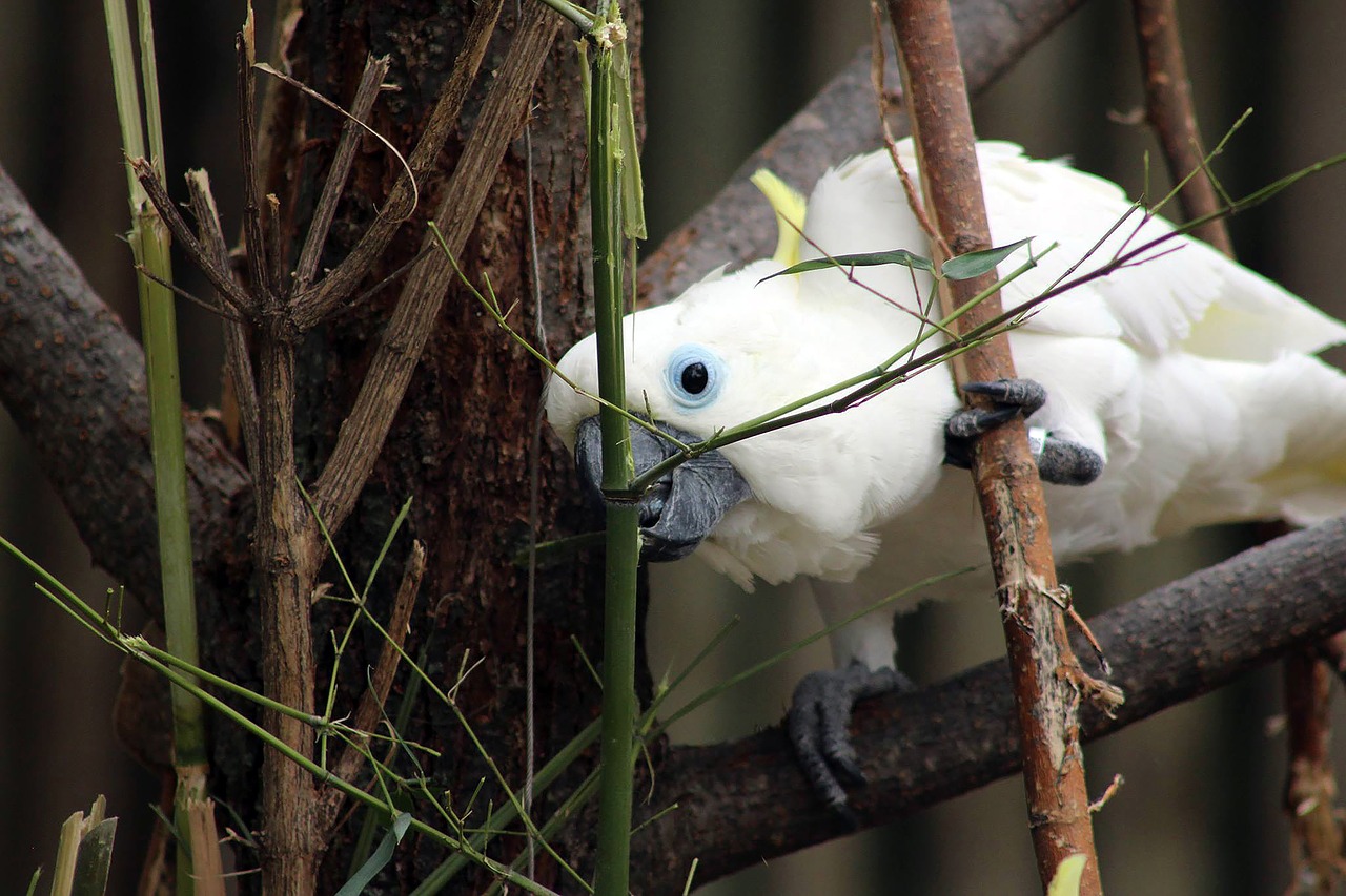 Paukštis,  Baltos Spalvos,  Parrot,  Gyvūnas,  Gyvūnijos,  Snapas,  Tropical,  Pobūdį,  Plunksna,  Kakadu