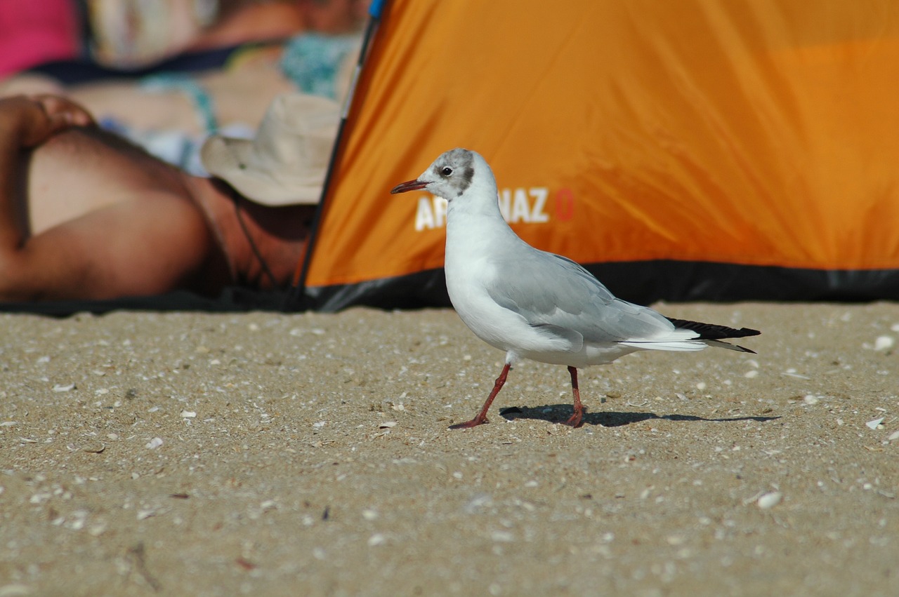 Paukštis,  Papludimys,  Vandens,  Jūra,  Pajūrio,  Pobūdį,  Gyvūnijos,  Žuvėdra,  Houlgate,  Prancūzija