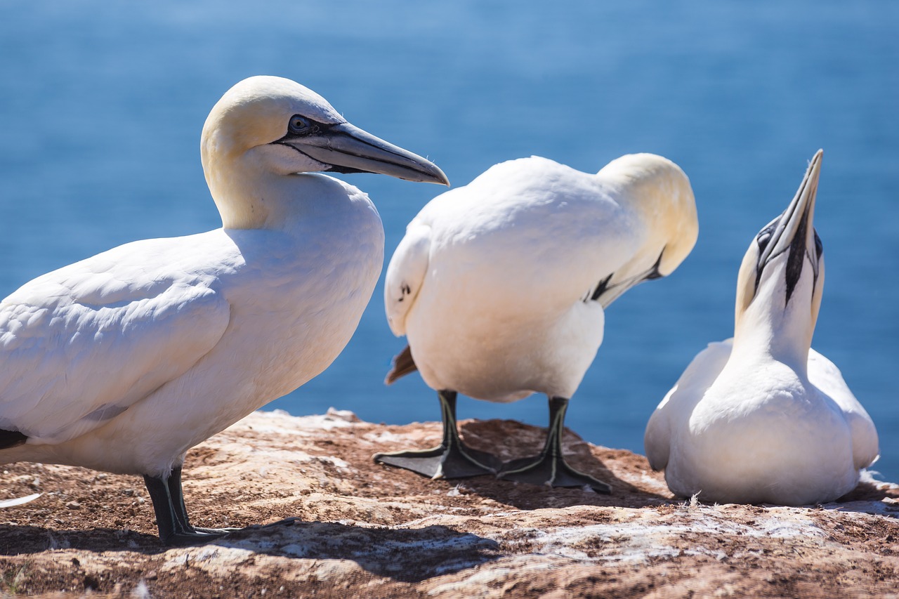 Paukštis,  Šiaurinis Padūkėlis,  Pobūdį,  Helgoland,  Gyvūnijos Pasaulyje,  Bill,  Šiaurės Jūra,  Jūra,  Vandenys,  Iš Arti