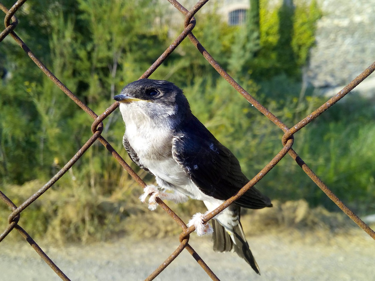 Paukštis,  Grotelės,  Viščiukas,  Swift,  Apus Apus,  Falciot,  Falzilla,  Veisimas, Nemokamos Nuotraukos,  Nemokama Licenzija