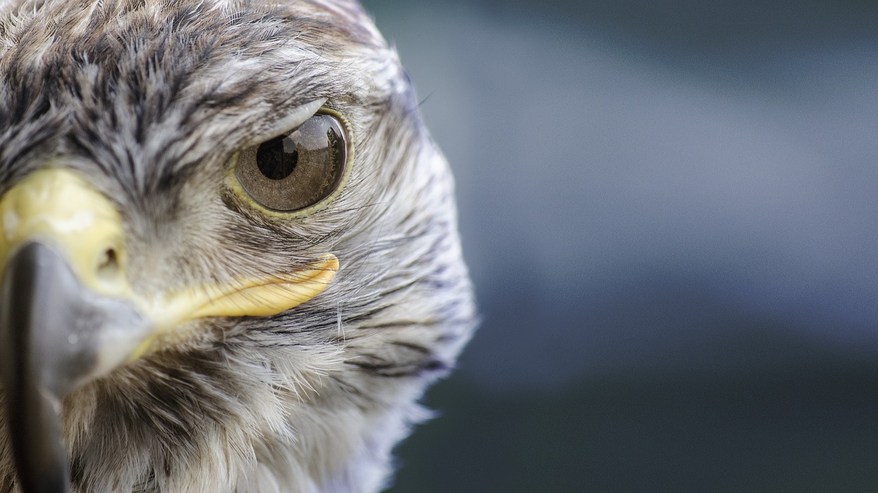 Paukštis, Falcon, Gamta, Snapas, Plėšrūnas, Laukiniai, Medžiojamųjų Paukščių, Raptoras, Nemokamos Nuotraukos,  Nemokama Licenzija