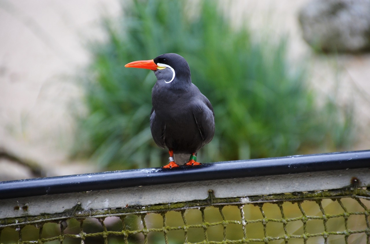 Inca Tern, Larosterna Inca, Ternas, Larosterna, Paukštis, Gyvūnas, Gamta, Nemokamos Nuotraukos,  Nemokama Licenzija