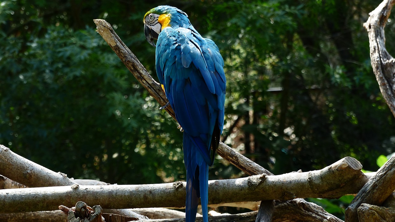 Paukštis,  Parrot,  Mėlyna,  Polių,  Ara,  Pobūdį,  Good Looking,  Spalvinga,  Plunksnos,  Egzotiškas