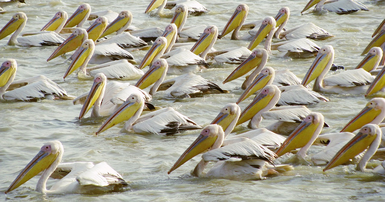 Paukštis,  Senegalas,  Pobūdį,  Afrikoje,  Pelican,  Gyvūnų Karalystė,  Džudžo,  Gyvūnai,  Gyvūnija,  Paukščiai