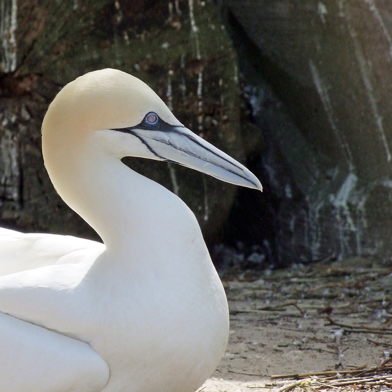 Paukštis, Šiaurinė Gannet, Morus Bassana, Jūros Paukštis, Gyvūnų Pasaulis, Balta, Gyvūnas, Profilis, Nemokamos Nuotraukos,  Nemokama Licenzija