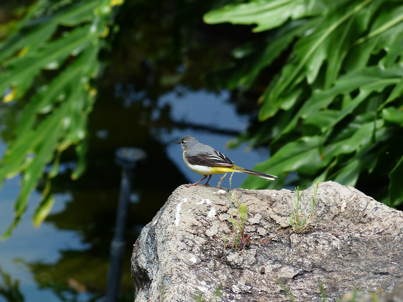 Paukštis, Pilka Vagtail, Motacilla Cinerea, Kalnų Keltuvas, Giesmininkas, Stilt, Piteris, Motacillidae, Langschwänzig, Pilka