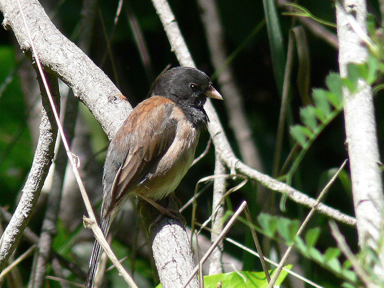 Paukštis, Eyed, Tamsi, Hyemalis, Junco, Paukščiai, Gyvūnai, Fauna, Nemokamos Nuotraukos,  Nemokama Licenzija