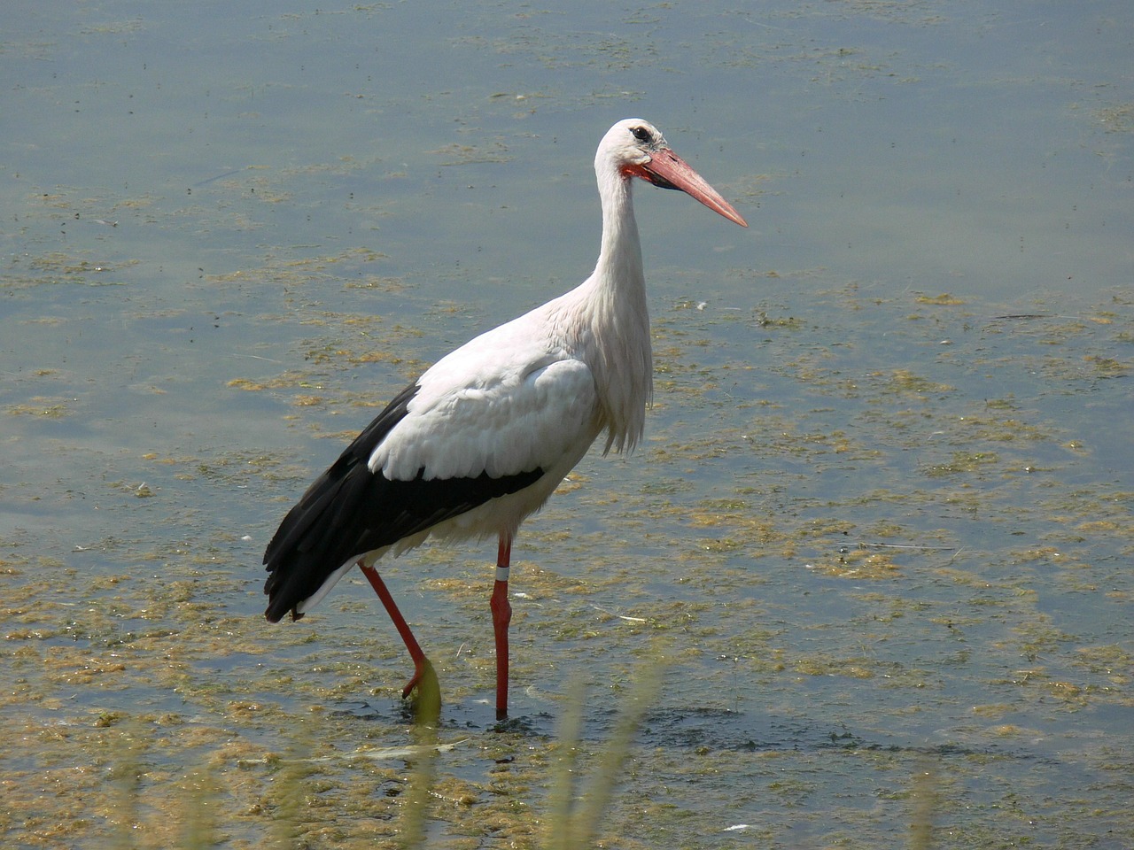 Paukštis, Gandras, Paukščiai, Gyvūnai, Fauna, Nemokamos Nuotraukos,  Nemokama Licenzija