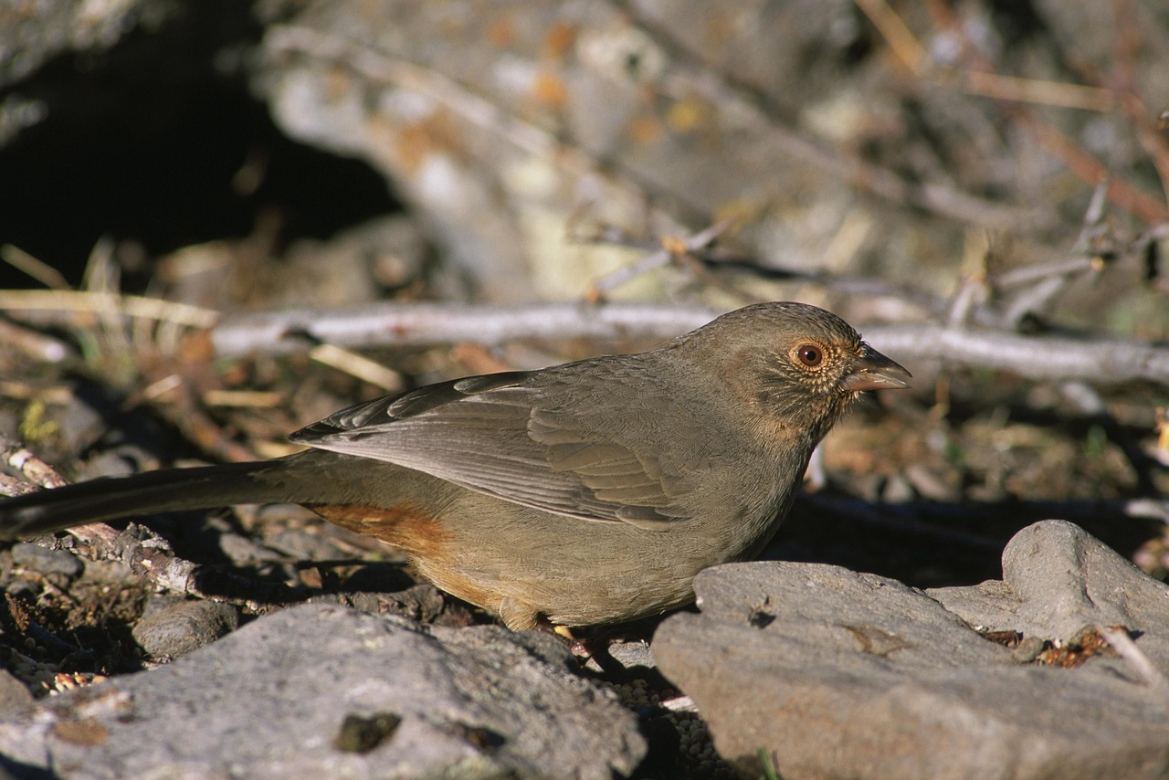 Paukštis, Kalifornija, Towhee, Paukščiai, Gyvūnai, Fauna, Nemokamos Nuotraukos,  Nemokama Licenzija