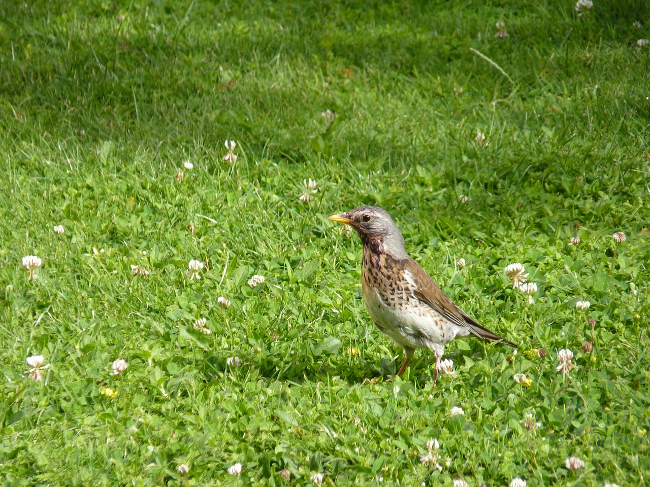 Paukštis, Fieldfare, Uždaryti, Giesmininkas, Akceleratorius, Nemokamos Nuotraukos,  Nemokama Licenzija