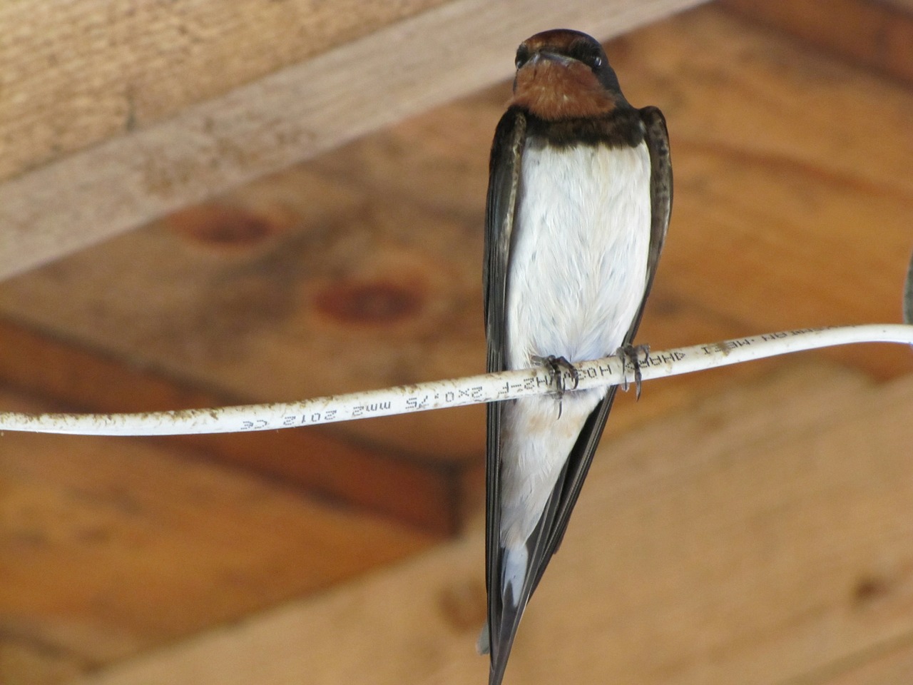 Paukštis, Gyvūnas, Nuryti, Rašiklis, Sparnuotas, Plunksnos, Plunksna, Fauna, Sparnas, Sėdi