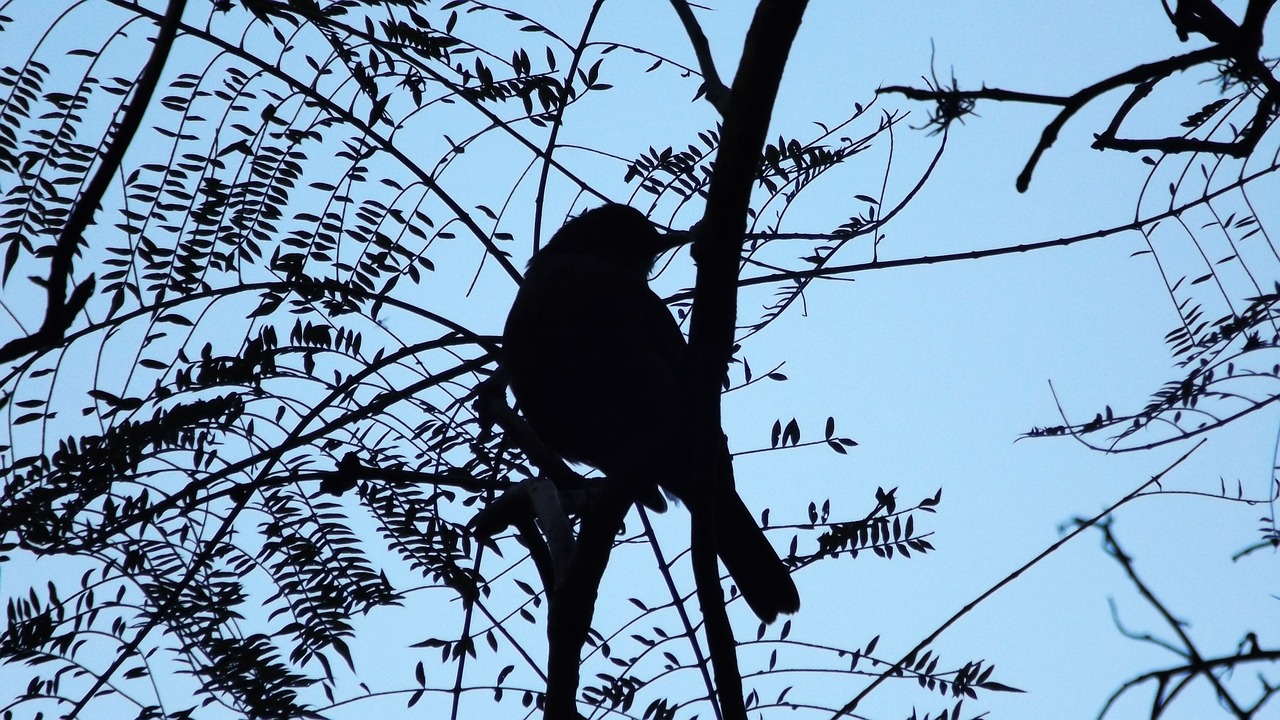 Paukštis, Kraštovaizdis, Medis, Ave, Fauna, Nemokamos Nuotraukos,  Nemokama Licenzija