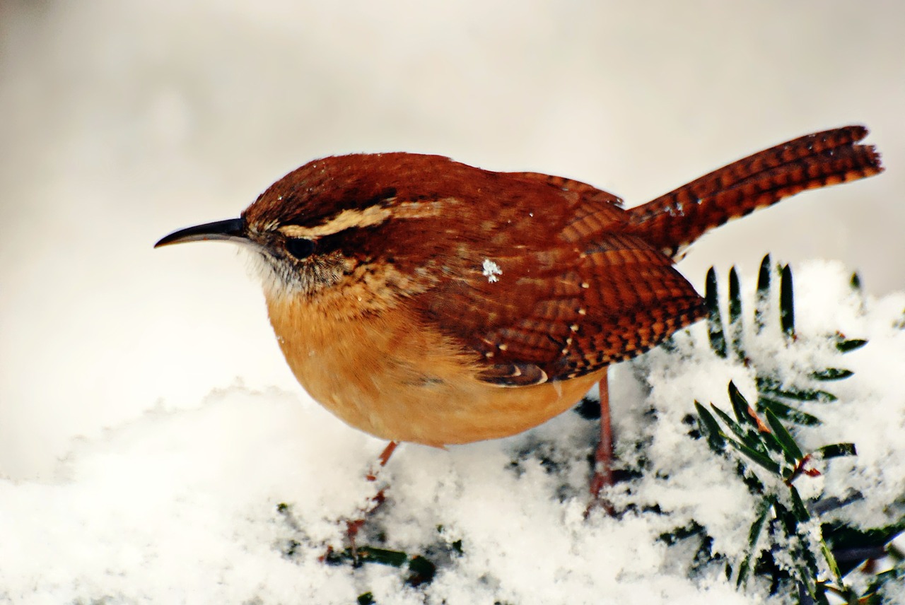 Paukštis, Žiema, Laukinė Gamta, Gamta, Sniegas, Lauke, Šaltas, Šaltis, Ruda, Carolina Wren