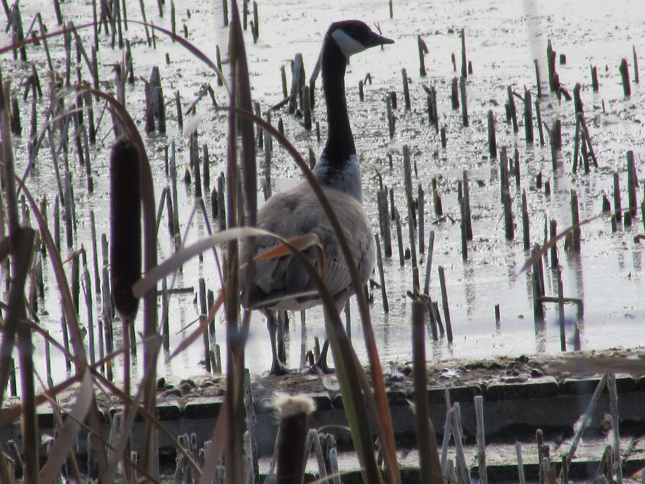 Paukštis, Žąsis, Gamta, Laukinė Gamta, Lyderis, Kanada, Ornitologija, Branta, Kaimas, Lauke